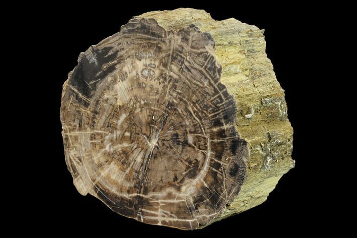 Polished Petrified Wood Section - Arizona #159725